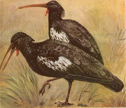 Southern Ethiopia Birding Tour